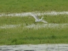 dsc 0157.pg Héron garde-boeuf Bubulcus ibis dans une prairie inondée de la Gravona à Ajaccio