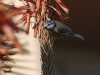 dsc 0718.jpg Mésange bleue Parus caeruleus dans un jardin de Santa Lina à Ajaccio