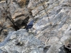 dsc 3927.jpg Monticole bleu mâle Monticola solitarius sur le site de la Parata à Ajaccio