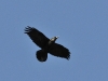 dsc 4054.jpg Grand corbeau Corvus corax sur le site de la Parata à Ajaccio