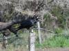 dsc 4438.jpg Le casse-croûte du grand corbeau Corvus corax sur la route de Grand Capo