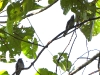 dscn 0149.jpg Echenilleurs papous (Lalage atrovirens) à Nimbokrang