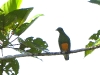 dscn 0158.jpg Ptilope à ventre orange (Ptilinopus iozonus) à Nimbokrang