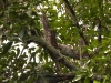 dscn 0195.jpg Podarges ocellés (Podargus ocellatus) à Nimbokrang