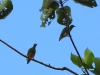 dscn 0479.jpg Ptilopes à ventre orange (Ptilinopus ornatus) à Kwau