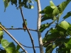 dscn 0507.jpg Ptilope à ventre orange (Ptilinopus ornatus) à Kwau