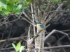 dscn 9096.jpg Martin-chasseur sacré (Todiramphus sanctus) dans une mangrove à Sorong