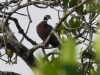 dscn 9152.jpg Pigeon à gorge blanche (Columba vitiensis) dans une mangrove à Sorong
