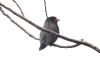 dscn 9747.jpg Rolle oriental ou oriental  dollarbird (Eurystomus orientalis) au village de Magalufuk