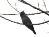 dscn 9750.jpg Rolle oriental ou oriental  dollarbird (Eurystomus orientalis) au village de Magalufuk