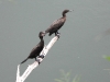 dscn 9803.jpg Cormorans noirs (Phalacrocorax sulcirostris) au lac de Sentani