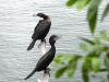 dscn 9807.jpg Cormorans noirs (Phalacrocorax sulcirostris) au lac de Sentani