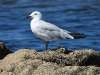 dscn 7951.jpg Goéland d'Audouin adulte non bagué, Larus audouinii, à l'embouchure du Prunelli près de la tour de Capitello