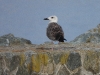 dscn 8074.jpg Goéland leucophée juvénile, Larus michahellis, à la base militaire d'Aspretto