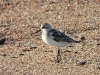 dscn 8147.jpg Juvénile de bécasseau sanderling, Calidris alba, à l'embouchure du Prunelli & de la Gravona rive droite