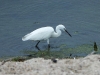 dscn 8428.jpg Aigrette garzette, Egretta garzetta, au lac de Casavone