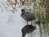 dscn 8432.jpg Foulque macroule, Fulica atra, au lac de Casavone