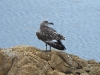dscn 8448.jpg Juvénile de goéland d'Audouin, Larus audouinii, à l'embouchure du Prunelli