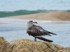 dscn 8456.jpg Juvénile de goéland d'Audouin, Larus audouinii, à l'embouchure du Prunelli
