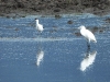 dscn 8599.jpg Aigrette garzette & avocette élégante à Coggia