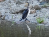 dscn 9007.jpg Grand cormoran, Phalacrocorax carbo, en amont du pont du Liamone