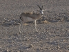 dsc 0002.jpg Gazelle d'Arabie à la réserve d'oryx d'Ajda