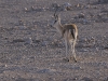 dsc 003.jpg Gazelle d'Arabie à la réserve d'oryx d'Ajda