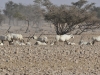 dsc 9921.jpg Oryx à la réserve de Nadja