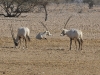 dsc 9943.jpg Oryx à la réserve de Nadja