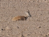 dsc 9961.jpg Gazelle des sables à la réserve de Nadja