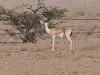 dsc 9972.jpg Gazelles des sables à la réserve de Nadja