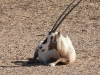 dscn 5718.jpg Oryx à la réserve de Nadja