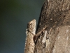dscn 6402.jpg Uromastyx thomasi, le lézard à queue épineuse d'Oman à la bananeraie de Salalah