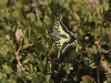 dsc 1179.jpg Papillon machaon dans le canyon d'Anisclo