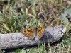 dsc 1195.jpg Papillon Mégère mâle Lasiommata megera à Escuain