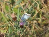 dsc 2102.jpg Papillon bleu-nacré mâle Lysandra coridon à Escuain