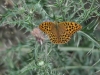 dsc 2162.jpg Papillon Tabac d'Espagne femelle Argynnis paphia à Escuain