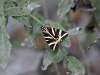 dsc 2165.jpg Papillon écaille chinée callimorpha quadripunctaria à Escuain