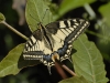 dsc 0020 Machaon Papilio machaon sur le plateau de Santa Lina à Ajaccio