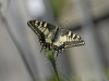 dsc 0049.jpg Machaon Papilio machaon aux Milelli à Ajaccio