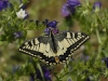 dsc 0060.jpg Machaon Papilio machaon sur le plateau de Santa Lina, route des Sanguinaires à Ajaccio