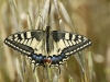 dsc 0079.jpg Machaon Papilio machaon sur le plateau de Santa Lina, route des Sanguinaires à Ajaccio