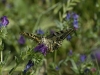 dsc0085.jpg Machaon Papilio machaon sur le plateau de Santa Lina, route des Sanguinaires à Ajaccio