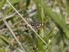 dsc 0398.jpg Hespérie corso-sarde Spialia therapne (endémique, le plus petit papillon européen) au Val d'Eze