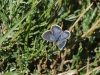 dsc 1650.jpg Bleu nacré Polyommatus coridon sur le GR20 au Coscione