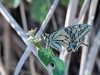 dsc 2609.jpg Machaon Papilio machaon sur le parking du centre commercial de Santa Lina à Ajaccio