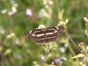 born 6770.jpg Papillon non déterminé dans les rizières à Desawanga, Palu, Sulawesi central