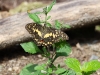 ch8a 2700.jpg Papillon non déterminé à Luwuk, Sulawesi central