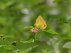 ch8a 2749.jpg Papillon non déterminé à Luwuk, Sulawesi central