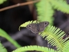 ch8a 3048.jpg Papillon non déterminé dans le parc national de Lore lindu, Sulawesi central